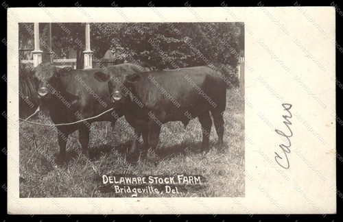 Bull calves bridgeville de - bridgeville,