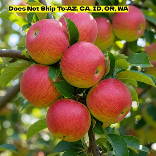 Honeycrisp apple tree live - honeycrisp,