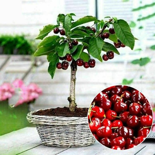 20pcs cherry seeds organic - cherry,