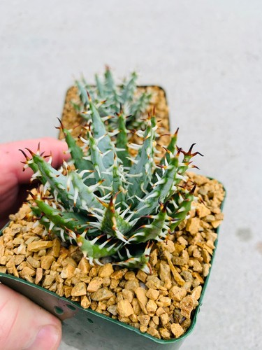 Aloe erinacea seed - aloe,