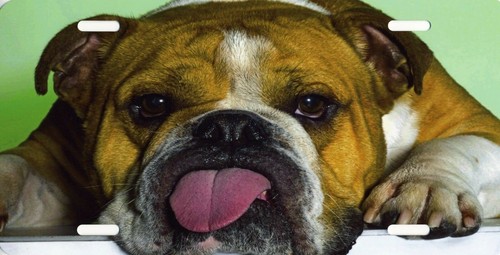 Bulldog tongue out photo - bulldog,