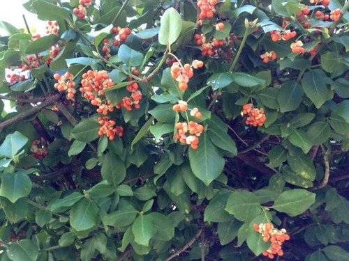 Wintercreeper euonymus plant - euonymus,