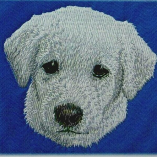 White german shepherd puppy - white,