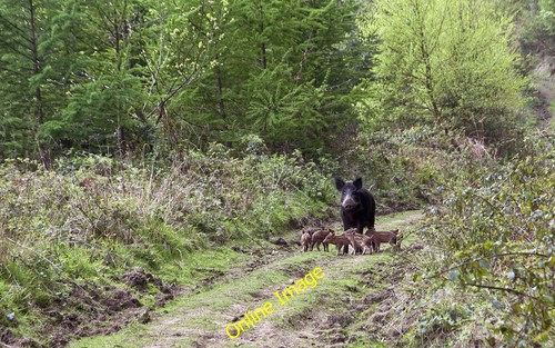 Photo 6x4 wild - 6x4,