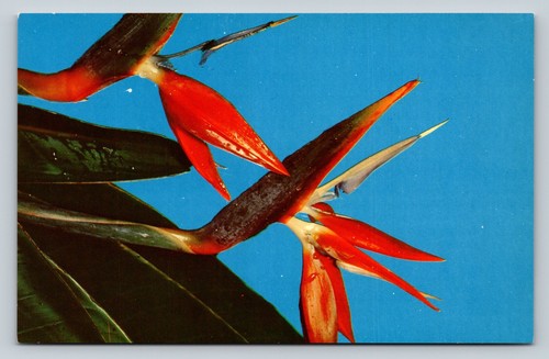 Bird paradise popular with - bird,
