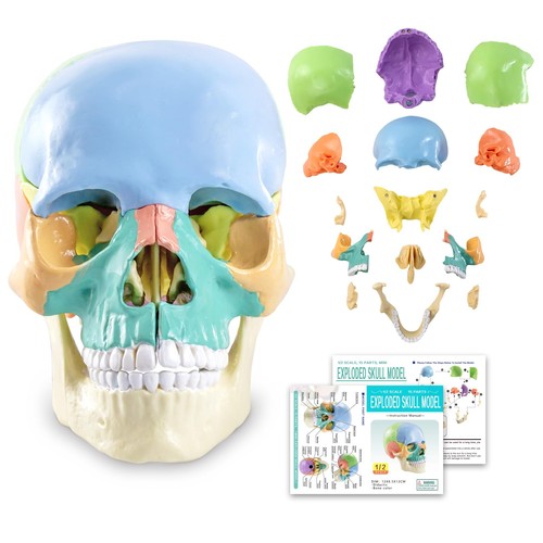Part human anatomy skull - human,