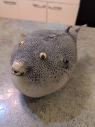 Rare vintage taxidermy - rare,