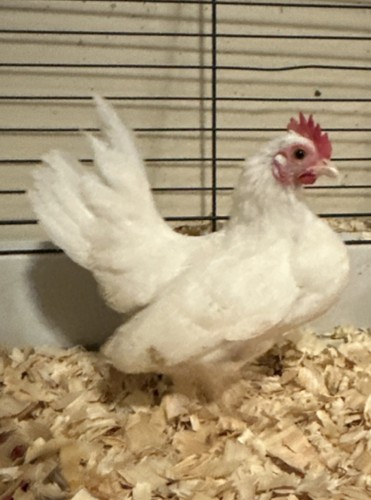 Serama chicken hatching - 12+,