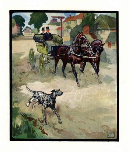 Antique dalmatian print 1910 - antique,