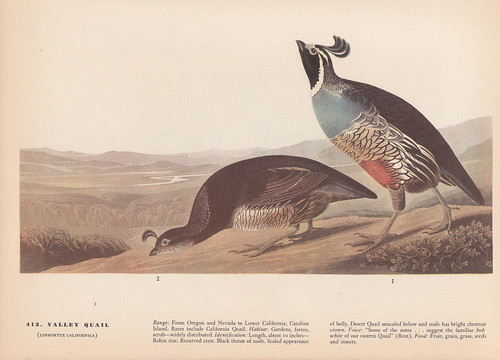 Audubon 1942 vintage - 1942, birds