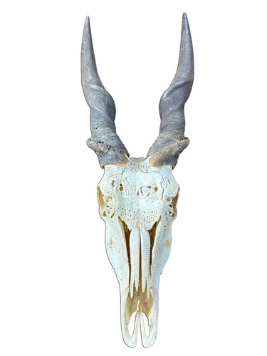 Eland skull real - eland, carved