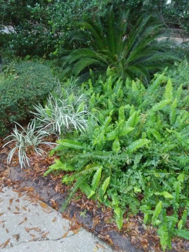 Rooted live boston fern - boston,