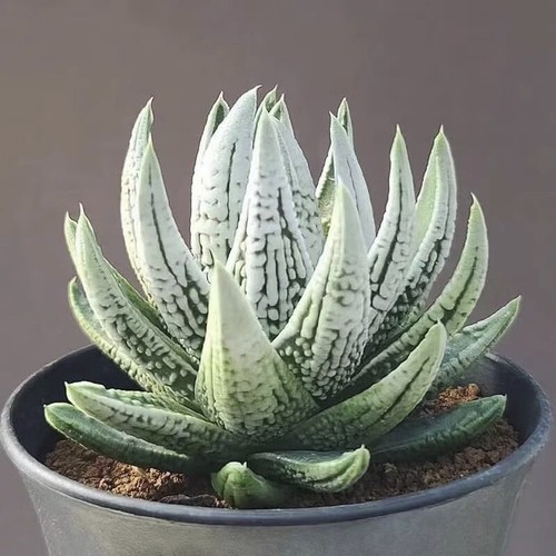 6cm succulent plant - 6cm,