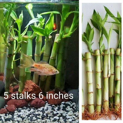 Lucky bamboo plants - 5,