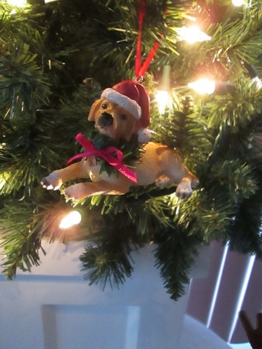 Golden labrador pet - labrador, dog