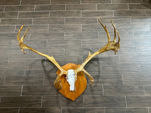 Large caribou antler - large,