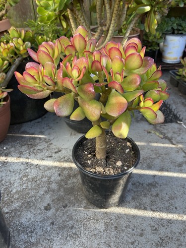 Large foot rooted jade - large, /