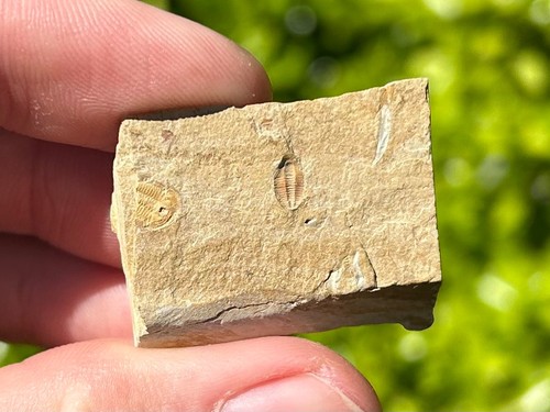 Georgia fossil trilobites - georgia,