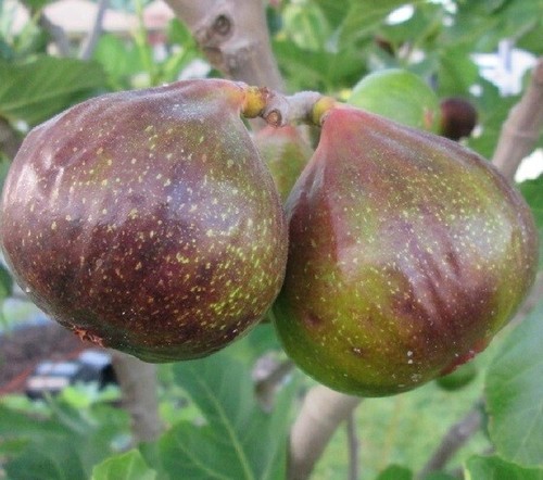 Olympian fig - fig, ficus