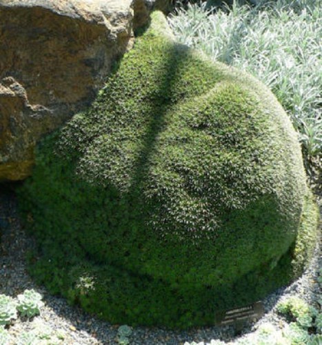 Abromeitiella brevifolia rare
