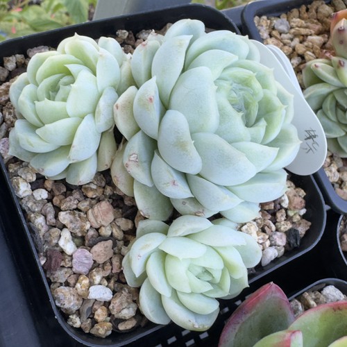 Echeveria hughmilus cluster - echeveria,