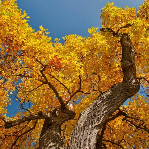 Yellow tulip poplar trees - yellow,