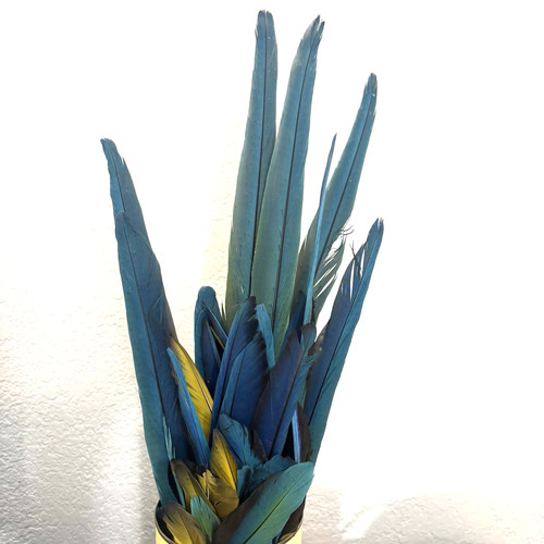Blue gold macaw feather bulk - blue, &