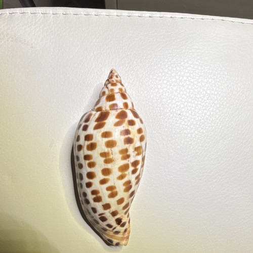 Junonia scapella spotted - junonia, scapella-spotted