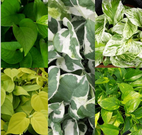 Cuttings 4type marble queen - marble,