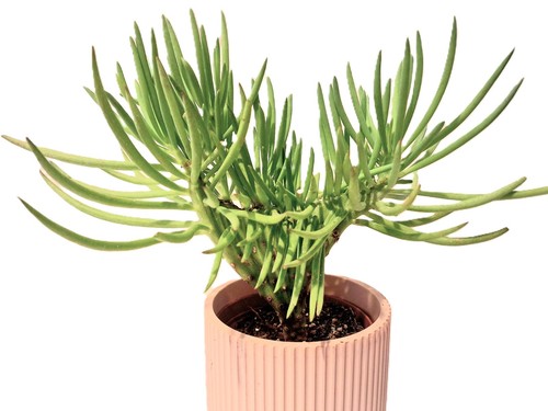 Crested senecio vitalis - crested,
