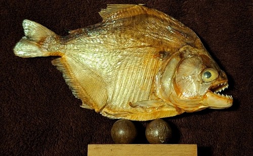 Piranha taxidermy fish - piranha,