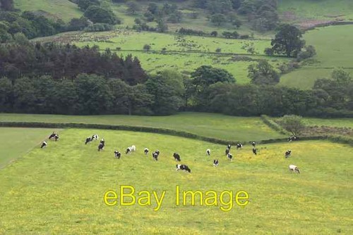 Photo 6x4 small dairy - small, herd
