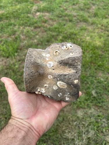 Very large whale - very, vertebrae