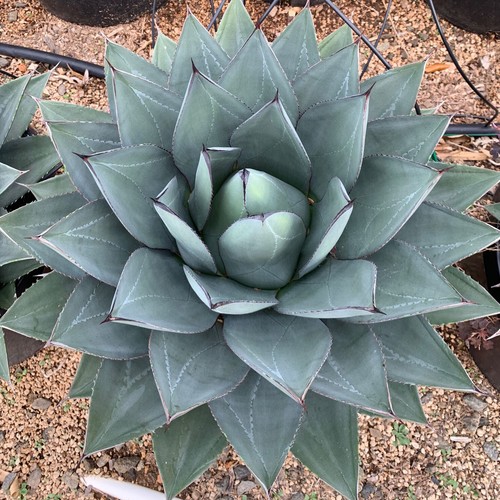 Agave ovatifolia - , x
