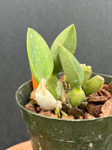 Orig div laelia sincorana - laelia,