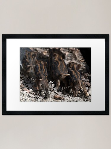 Wild boar baby behinds - boar, framed