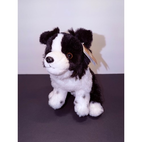 Living nature border collie - nature,