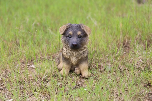 Pet pals puppy german shepherd - pet,