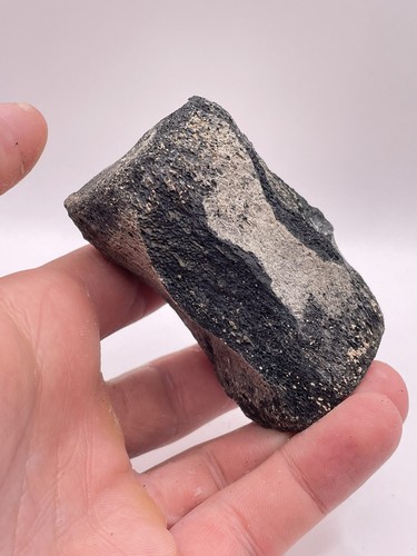 Carolina fossil whale dolphin - whale,