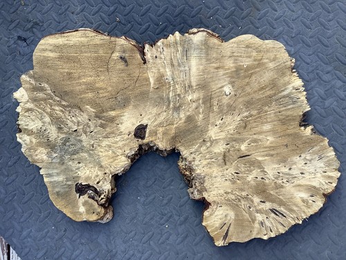Buckeye burl slab wood size - burl,