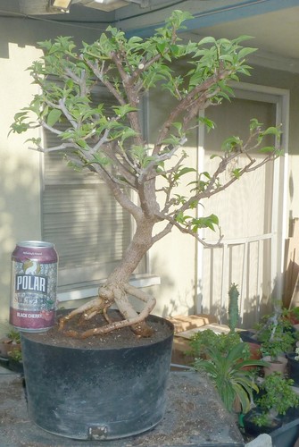 Bougainvillea pre bonsai - bonsai, dwarf