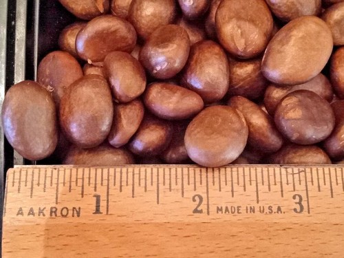 Loquat seeds fresh - seeds,