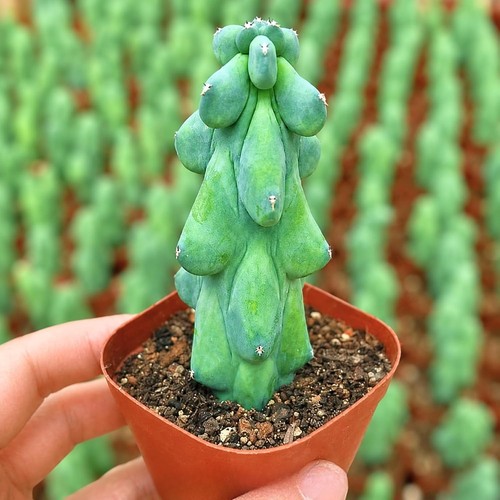 Unique succulent cactus for - unique,