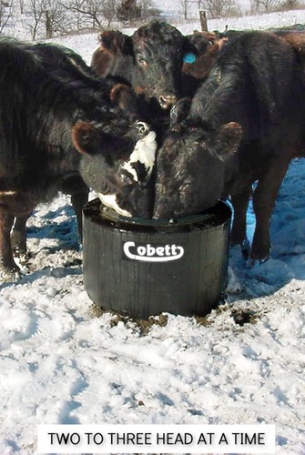 Cobett cattle waterer - cattle,