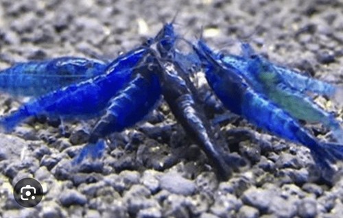 Live blue dream shrimp - live,