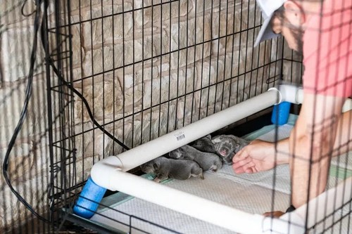 Safest heated whelping - whelping, box