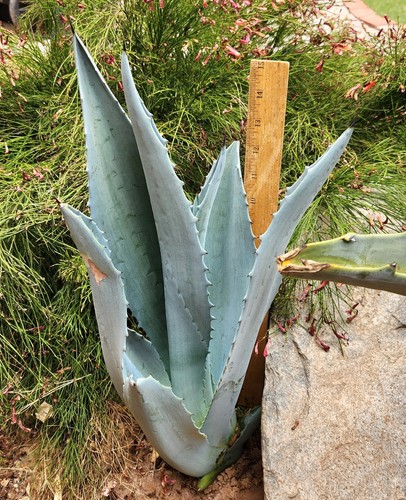 Agave americana century plant - americana,