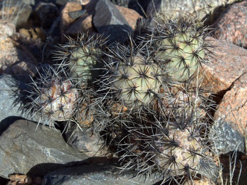 Tephrocactus tastil - tephrocactus,