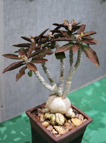 Euphorbia ambovombensis - euphorbia,