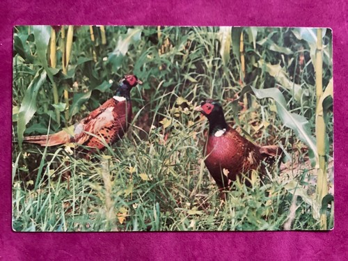 Ring neck pheasants postcard - neck,